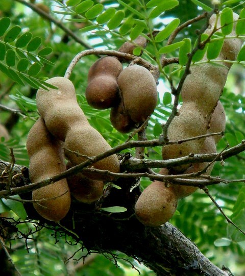 পিরিয়ডের সময় তেঁতুল খেলে কি হয়